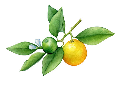 Fresh citrus fruit round cumquat (also called Marumi or Morgani kumquat) on a branch with orange fruits and green leaves. Watercolor hand drawn painting illustration isolated on a white background.