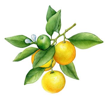 Citrus fruit round cumquat (also called Marumi or Morgani kumquat) on a branch with orange fruits, flowers and green leaves. Watercolor hand drawn painting illustration isolated on a white background.