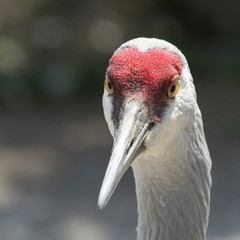 Sandhill Crane close up shot