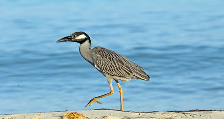 Yellow crowned night heron