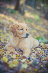 dog in autumn park