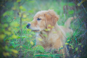 Golden retriver puppy dog hiding in the  green grass
