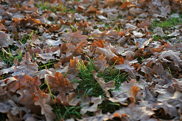 Autumn leaves on ground