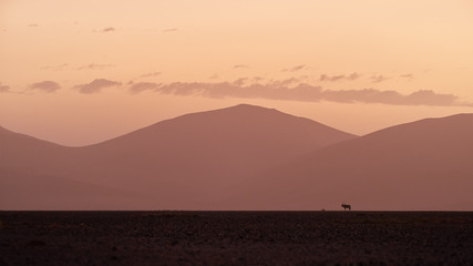 Fototapeta na wymiar Artistic photo of Namib desert landscape with antelope Gemsbok, Oryx gazella against high dunes of Namib Desert. Sunset in Namib desert. Wildlife photography, Namib Desert, Namibia.