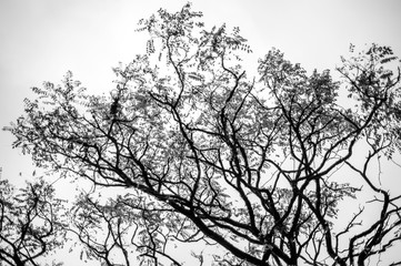 A large tree at the Christmas fair