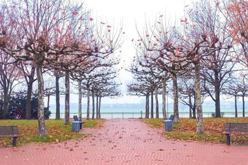 View of the old plane trees at the river Rhine in Dusseldorf in Germany in the autumn