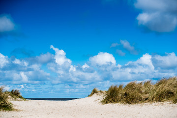 dune at the beach 