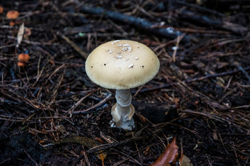 Seta en el bosque de Tenerife