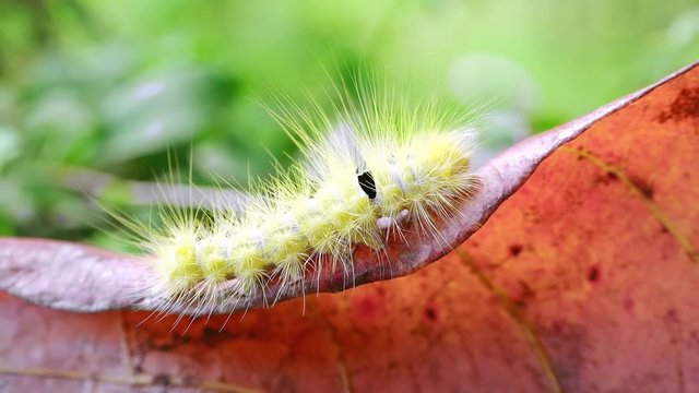Close-up of hairy caterpillar of Calliteara horsfieldii or Tussock Moth sitting on large dried leaf lying on green foliage of shrub. Weird exotic creature in its natural habitat. Camera zooms out.