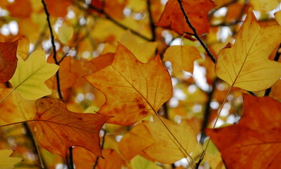 Autumn colors of a tulip tree