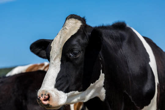 Cow at close