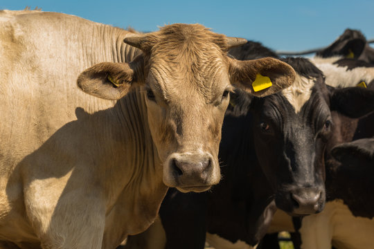 Cattle at close