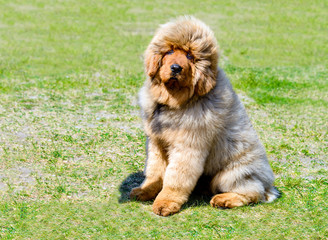 Fototapeta premium Tibetan Mastiff puppy seats. The Tibetan Mastiff is in the park on the green grass.