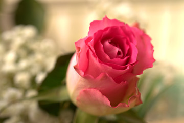 rote Rose ein Symbol der Liebe