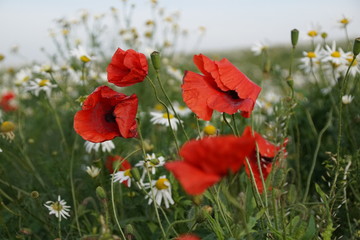 Maki ,jesienne maki ,dzikie maki ,maki na łące