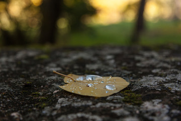 Hoja caída tras la tormenta