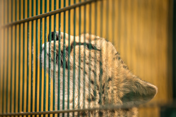 Sad cheetah closed behind the bars in a cage. © petrsvoboda91