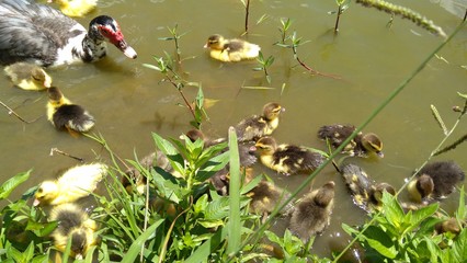 Muscovy duck with ducklings swimming