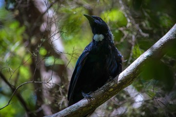 Tui portrait