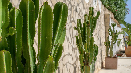 cactuses in front of spanish style wall