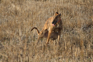 Obraz premium Beautiful Dog debugging Spanish race that used to hunt hares