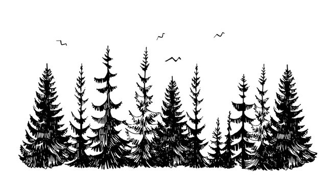 How to Draw a Pine Tree  Mast Producing Trees