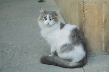 Black and white cats . Maine coon cat . white black hairy cat . white black hairy cat . A white cat is sitting at street. White and black cat sitting on the cement ground floor . Black white cat sit