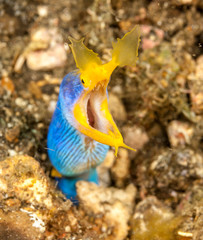 ribbon eel; Rhinomuraena quaesita; l