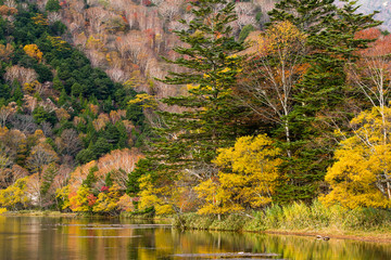 Autumn season forest and lake