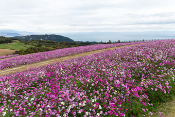 Obraz premium Cosmos flower garden
