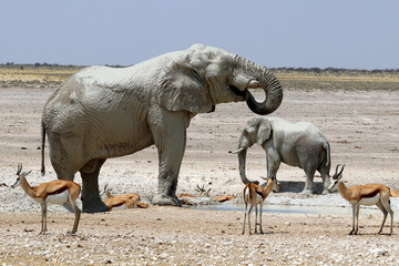 Elephants - Namibia