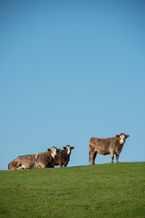 herd of cows on pasture vertical
