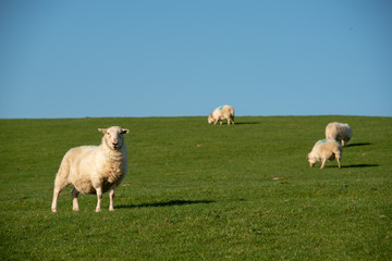 Fototapeta na wymiar sheep facing front in field