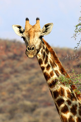 Giraffe (giraffe head) - Namibia