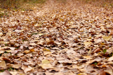 Texture of fallen autumn leaves on the ground.