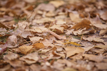 Texture of fallen autumn leaves on the ground.