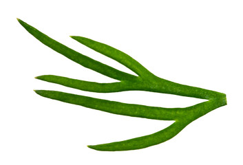 fresh green dill isolated on white background. macro