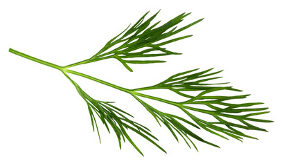 fresh green dill isolated on white background. macro