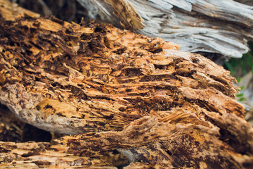 Spil tree. Rings near a tree. Texture for design or background.