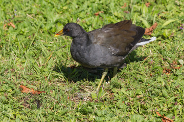 Teichhuhn auf Wiese
