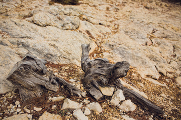 Spil tree. Rings near a tree. Texture for design or background.