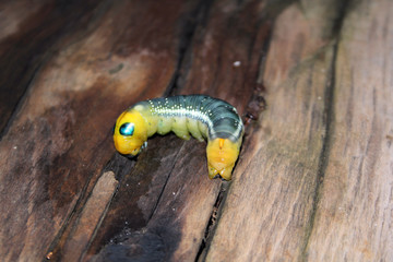 Interesting caterpillar