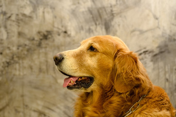 a Golden Retriever sitting on gray background