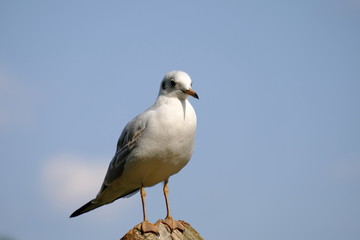 white bird seagull
