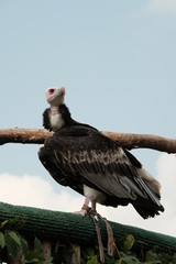 bird of prey