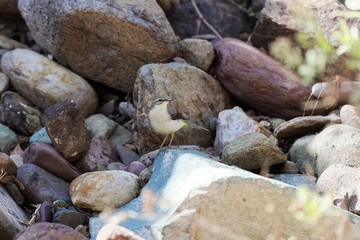 Grey wagtail (Motacilla cinerea)