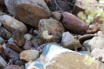 Grey wagtail (Motacilla cinerea)