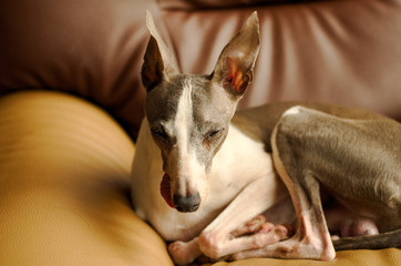 a young Italian Greyhound dog is relaxing on an armchair in living room