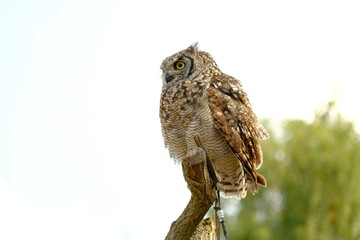 Spotted eagle-owl (Bubo africanus) is a medium-sized species of owl, one of the smallest of the eagle owls