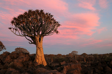 Naklejka premium Quiver Tree Forest Sunset - Namibia